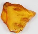Amazing Fossil Woodlouse In Baltic Amber #38883-2